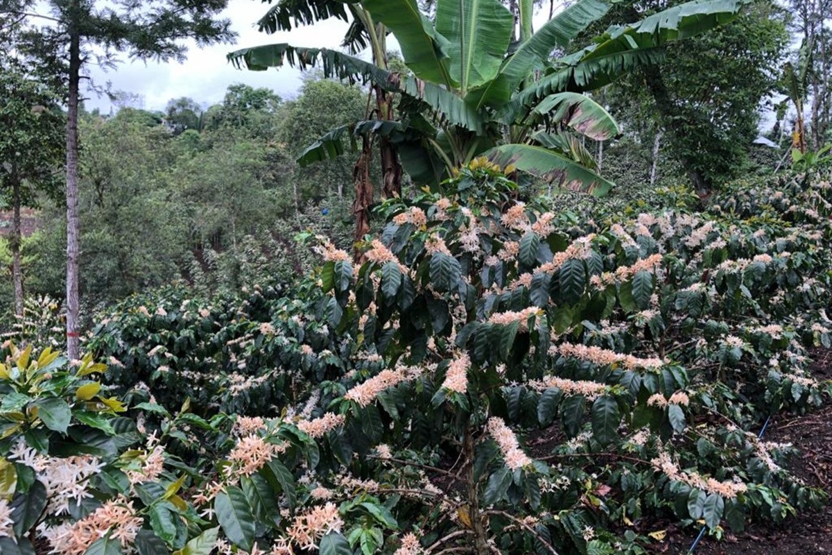 Coffee plants at Finca Los Pinos.JPG